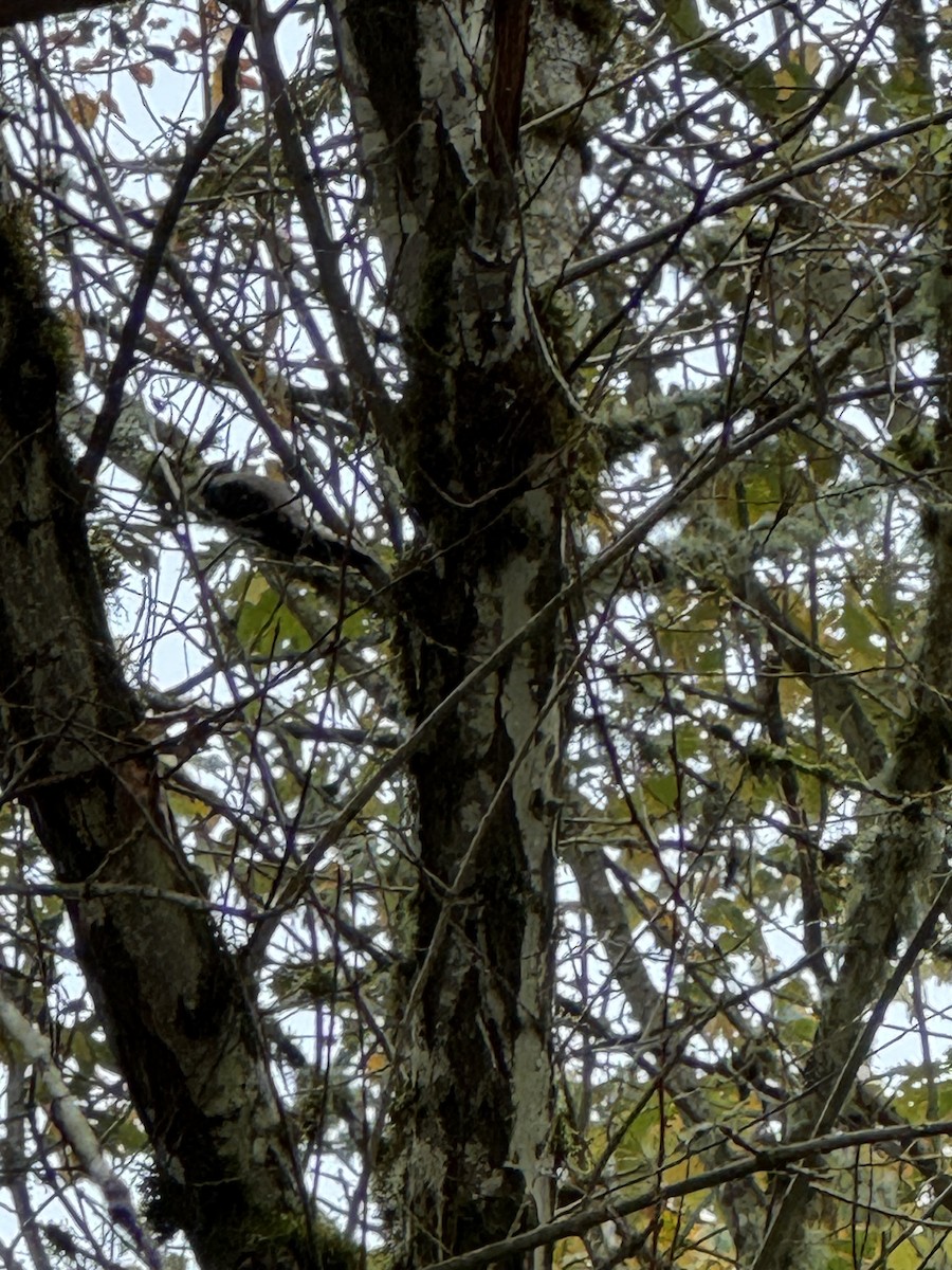 Downy Woodpecker - ML645012095