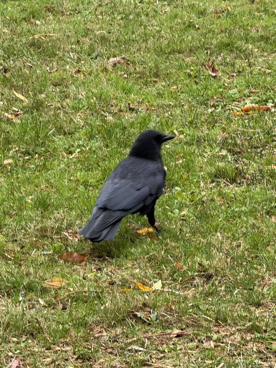 American Crow - ML645012106