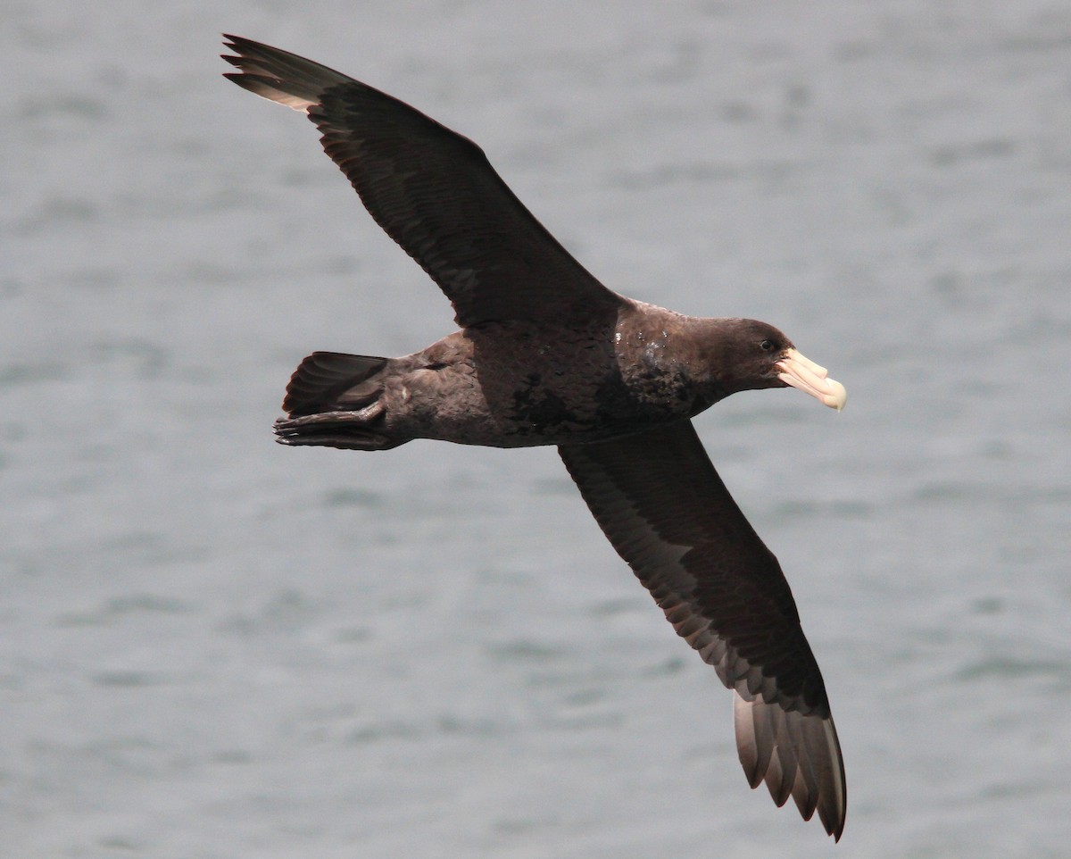 sørkjempepetrell - ML645012109