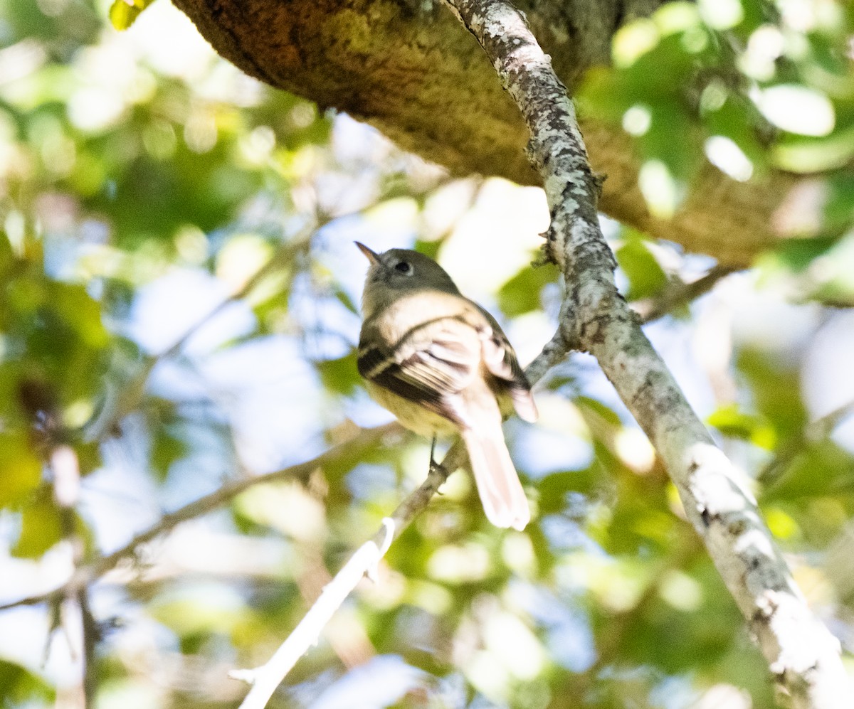 Hammond's Flycatcher - ML645012110