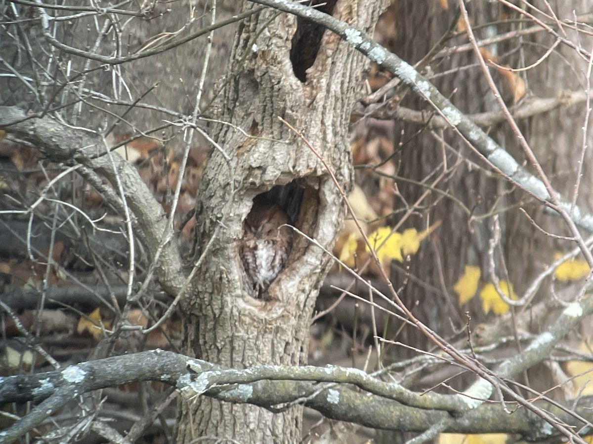 Eastern Screech-Owl - ML645012111