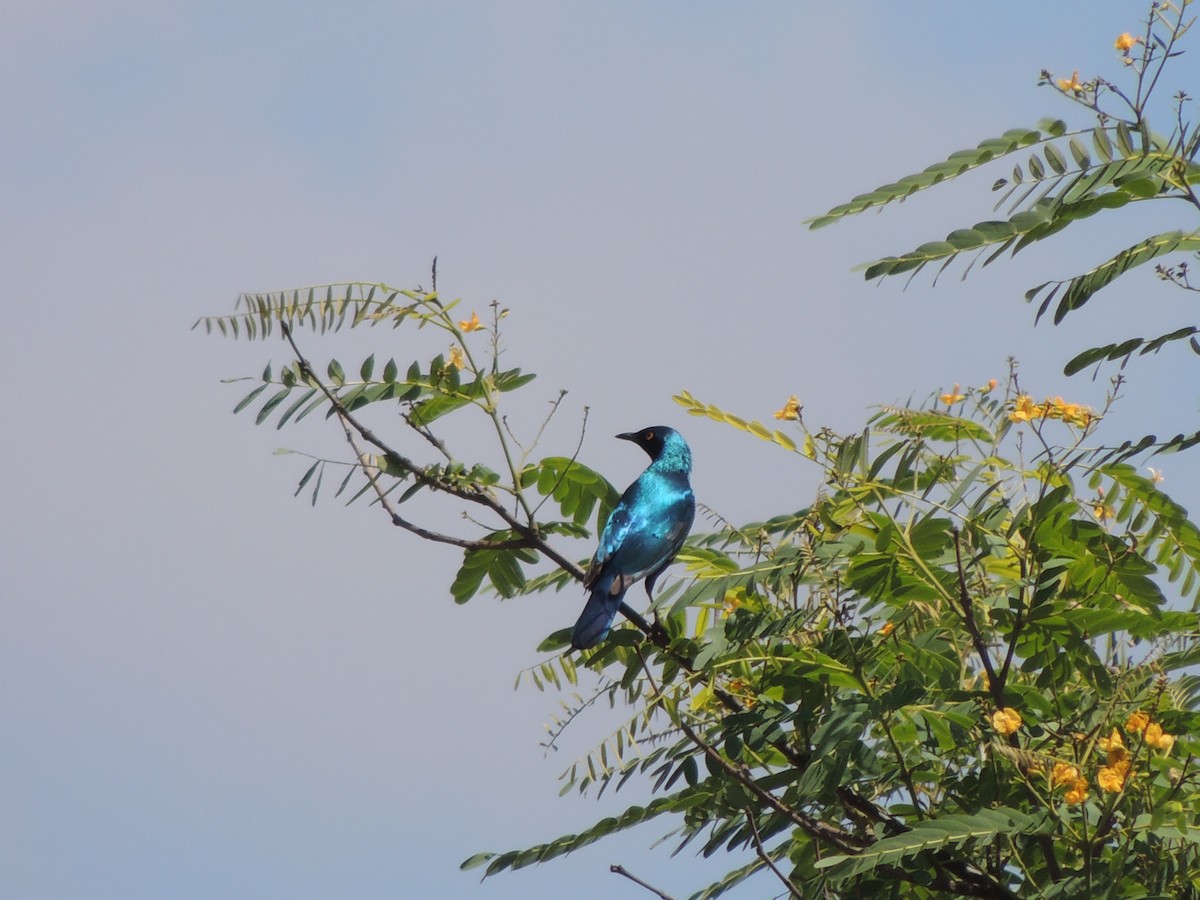 Greater Blue-eared Starling - ML645012113