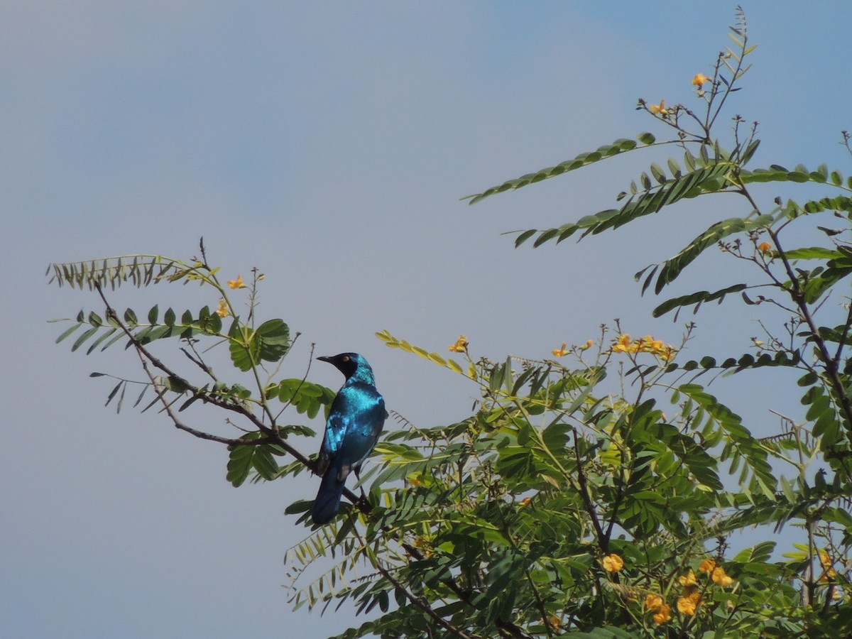 Greater Blue-eared Starling - ML645012114