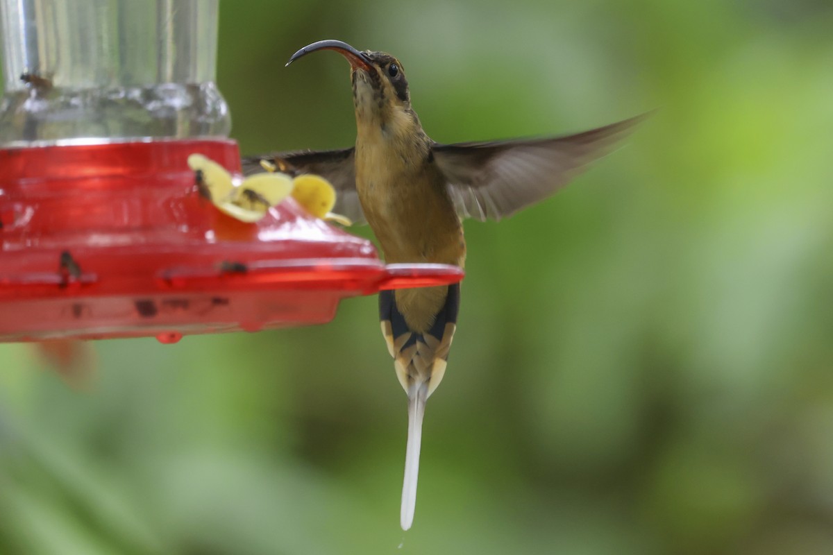 Orangebauch-Schattenkolibri - ML645012116