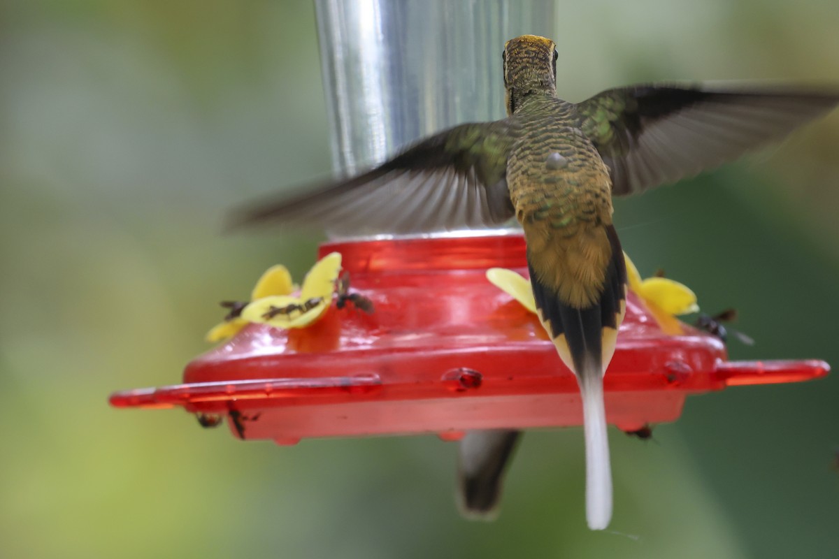 Orangebauch-Schattenkolibri - ML645012117