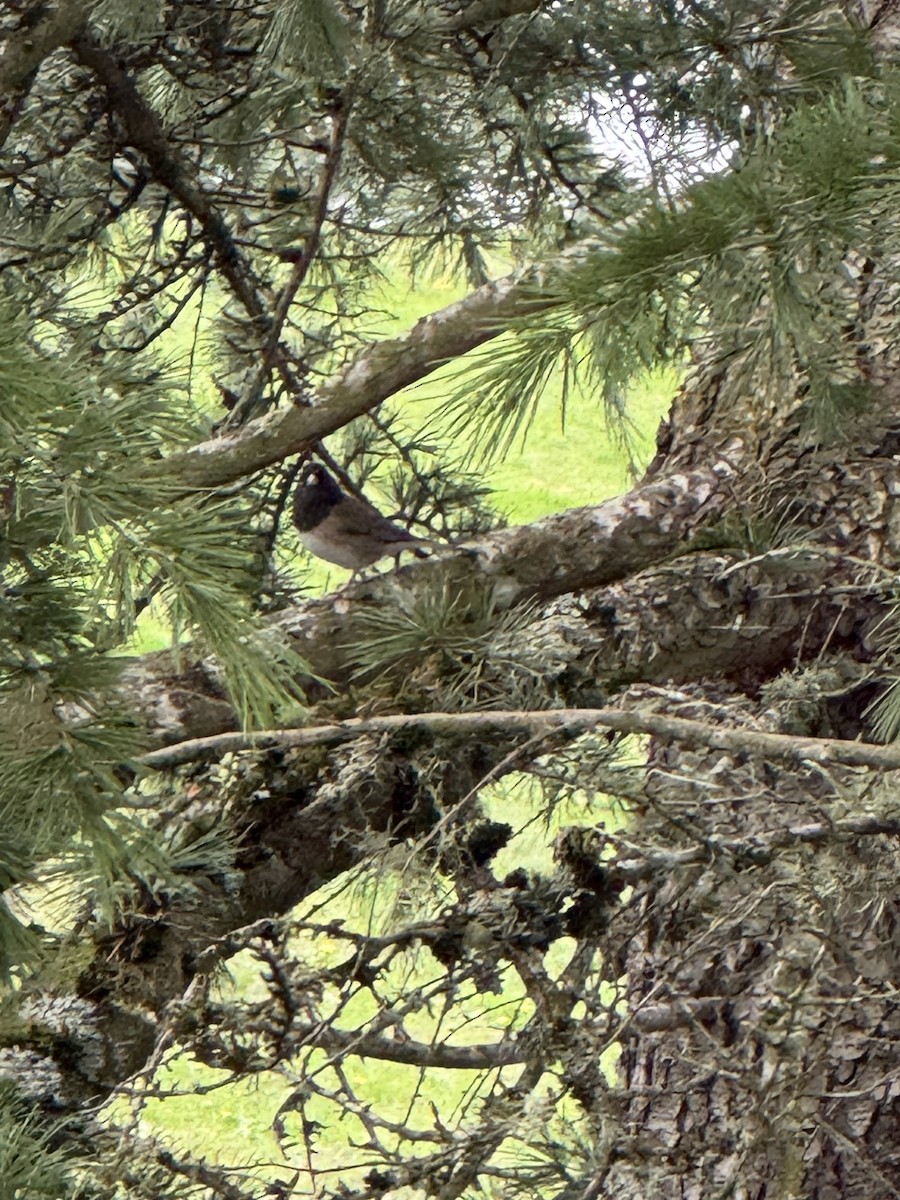 Dark-eyed Junco (Oregon) - ML645012119
