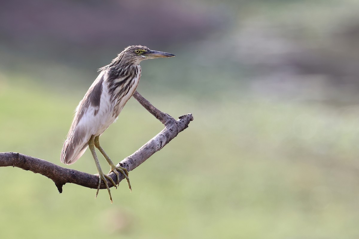 Hint Alaca Balıkçılı - ML645012120