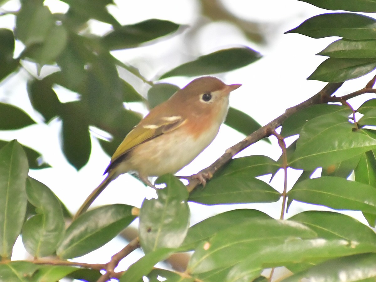 Cozumel Vireo - ML645012140
