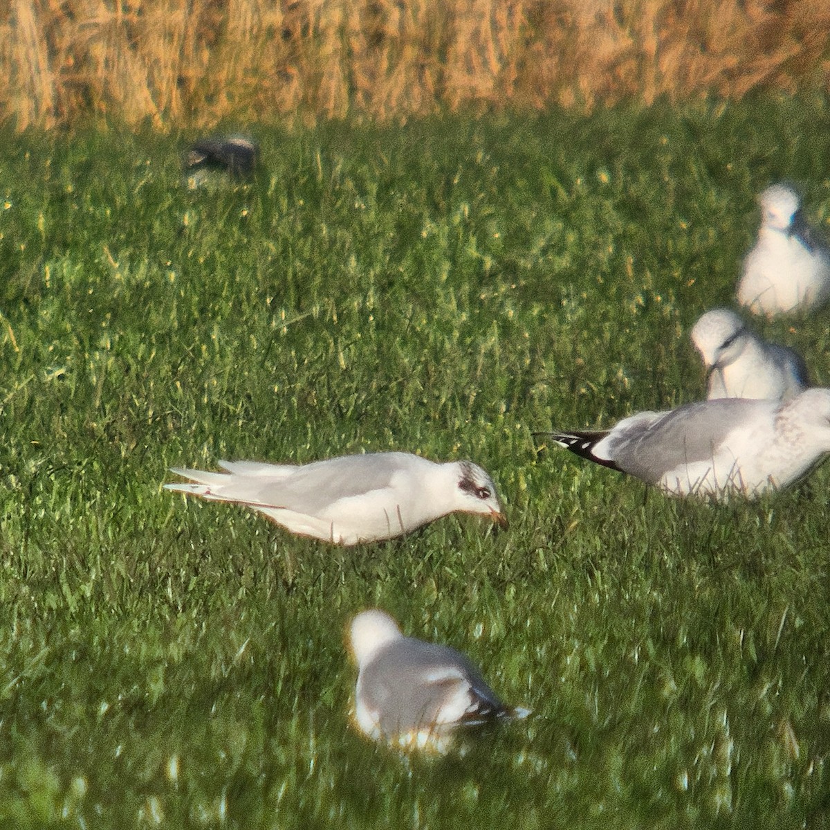 ニシズグロカモメ - ML645012141