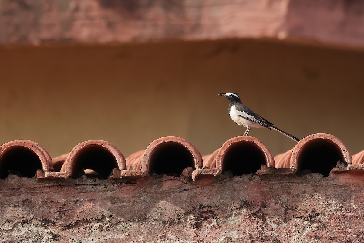 Плиска білоброва - ML645012142