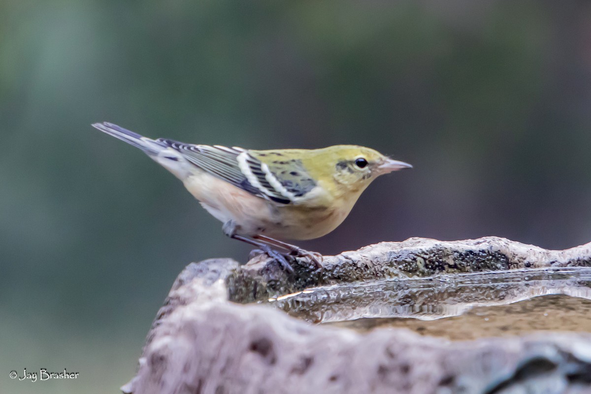 Bay-breasted Warbler - ML645012144