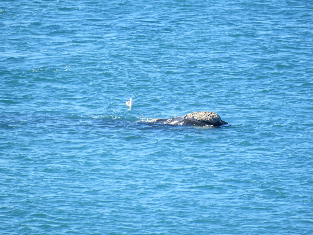 Kelp Gull - ML645012146