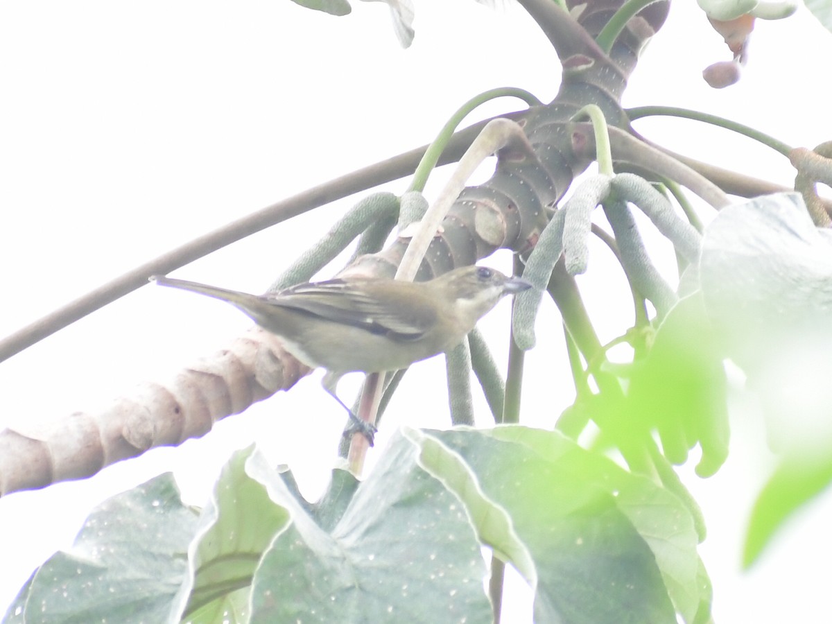 Western Spindalis - ML645012148