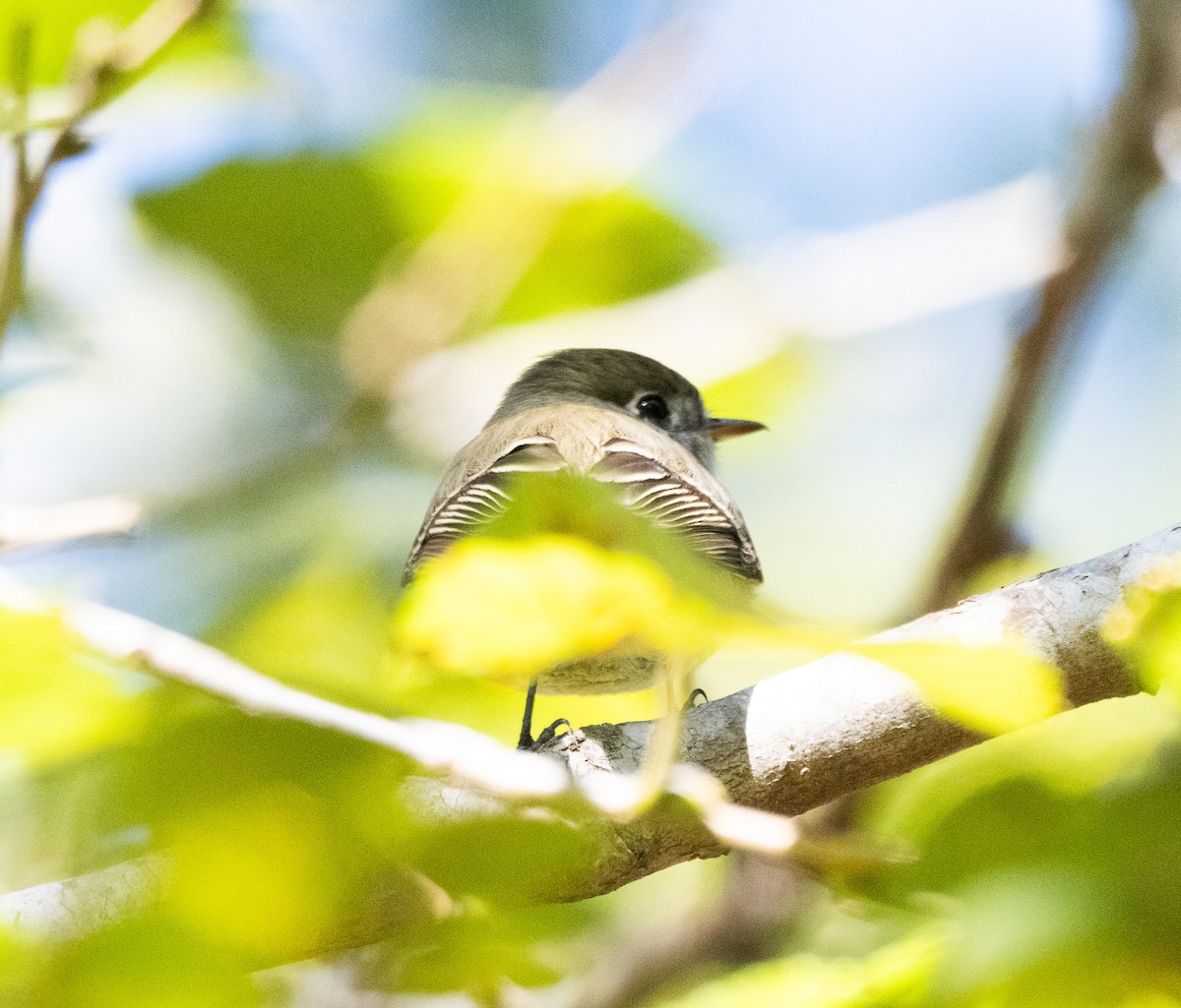 Hammond's Flycatcher - ML645012158