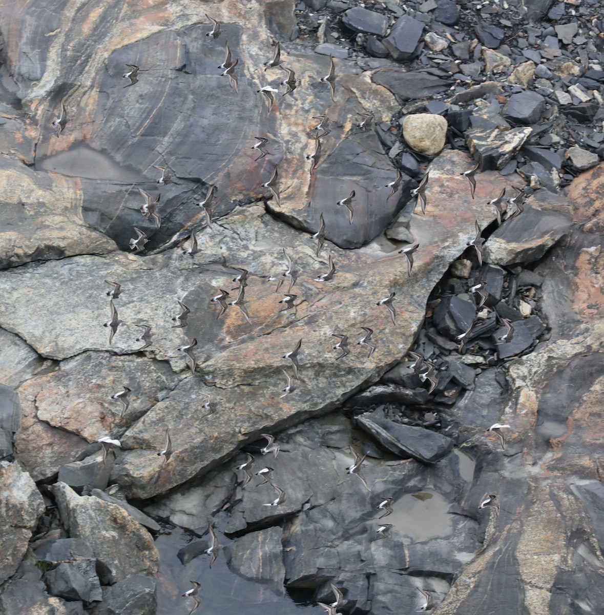 Weißbürzel-Strandläufer - ML645012159