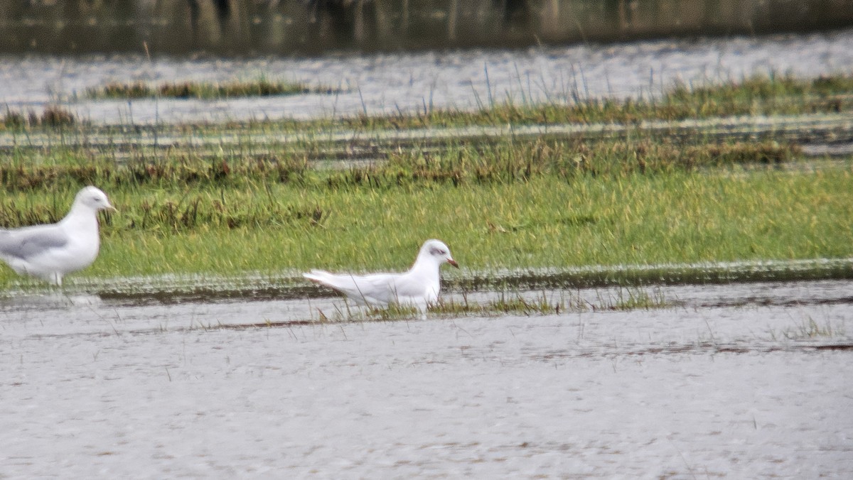 ニシズグロカモメ - ML645012162