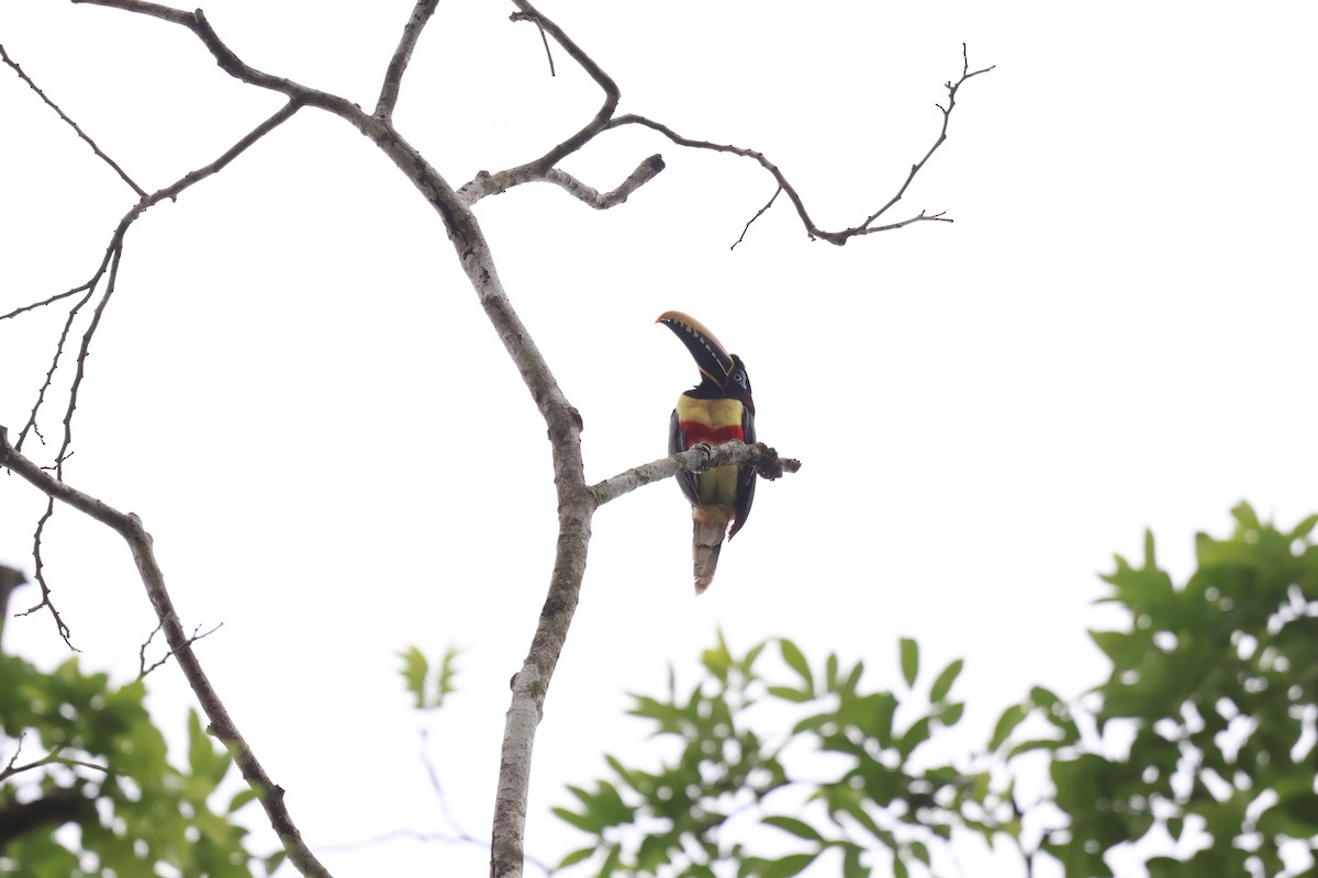 arassari hnědouchý - ML645012165