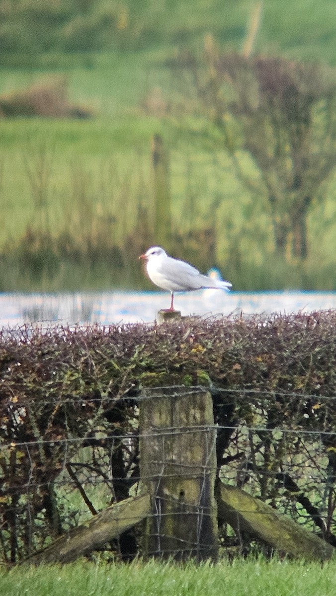 ニシズグロカモメ - ML645012171