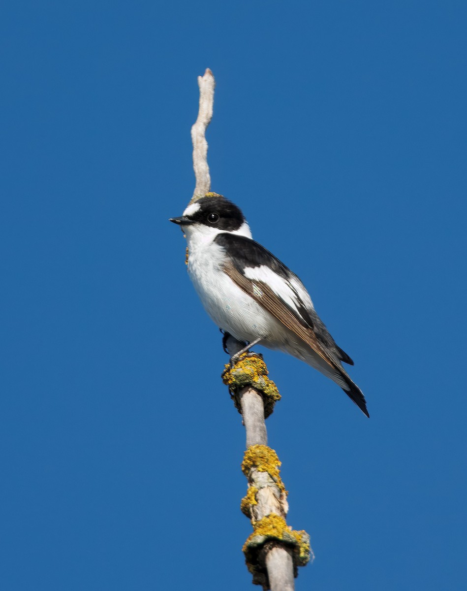 Collared Flycatcher - ML645012174