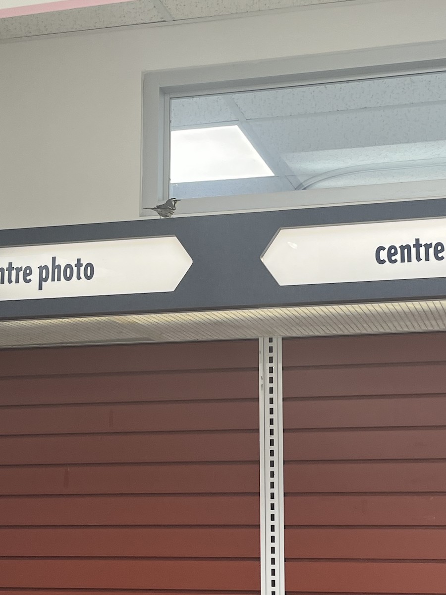 Yellow-throated Warbler - ML645012180