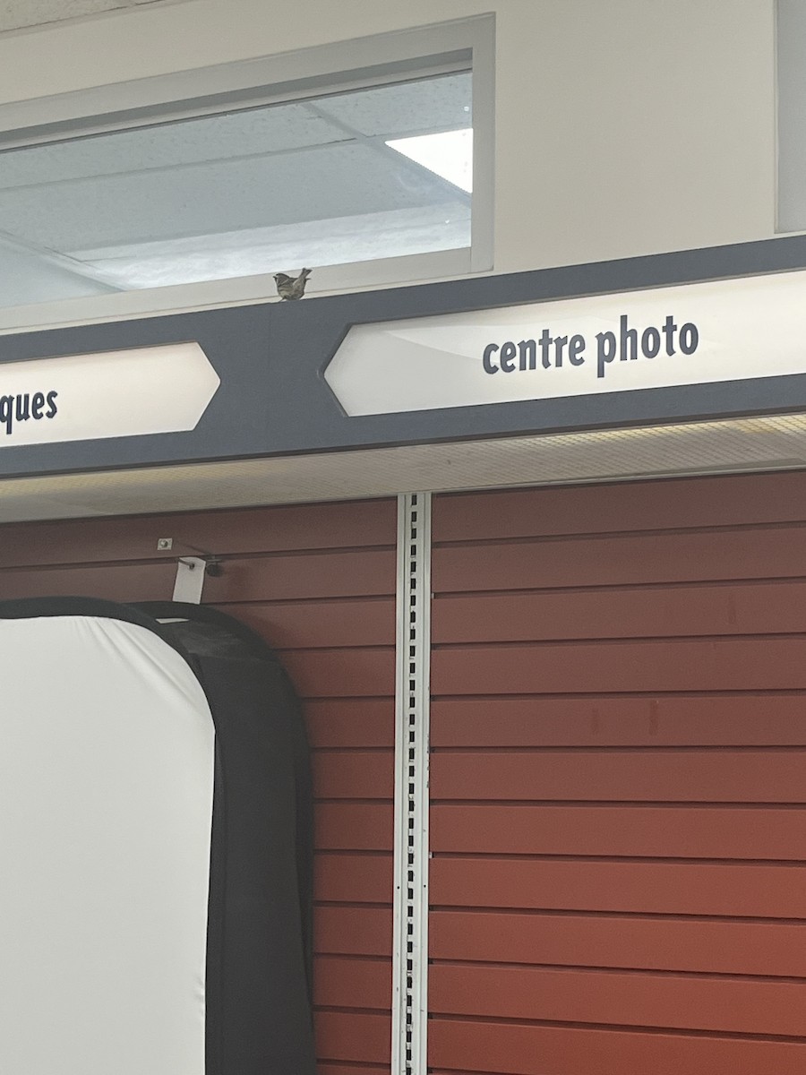 Yellow-throated Warbler - ML645012181