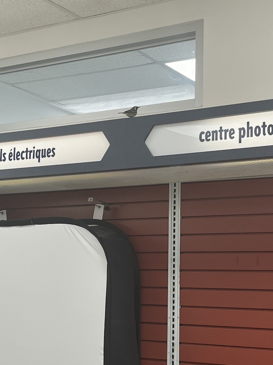 Yellow-throated Warbler - ML645012182