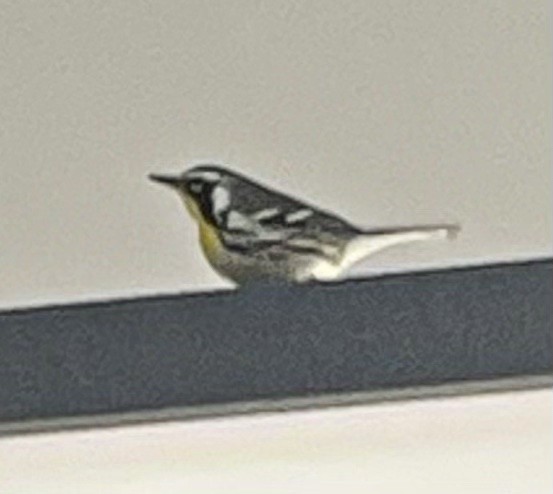 Yellow-throated Warbler - ML645012183