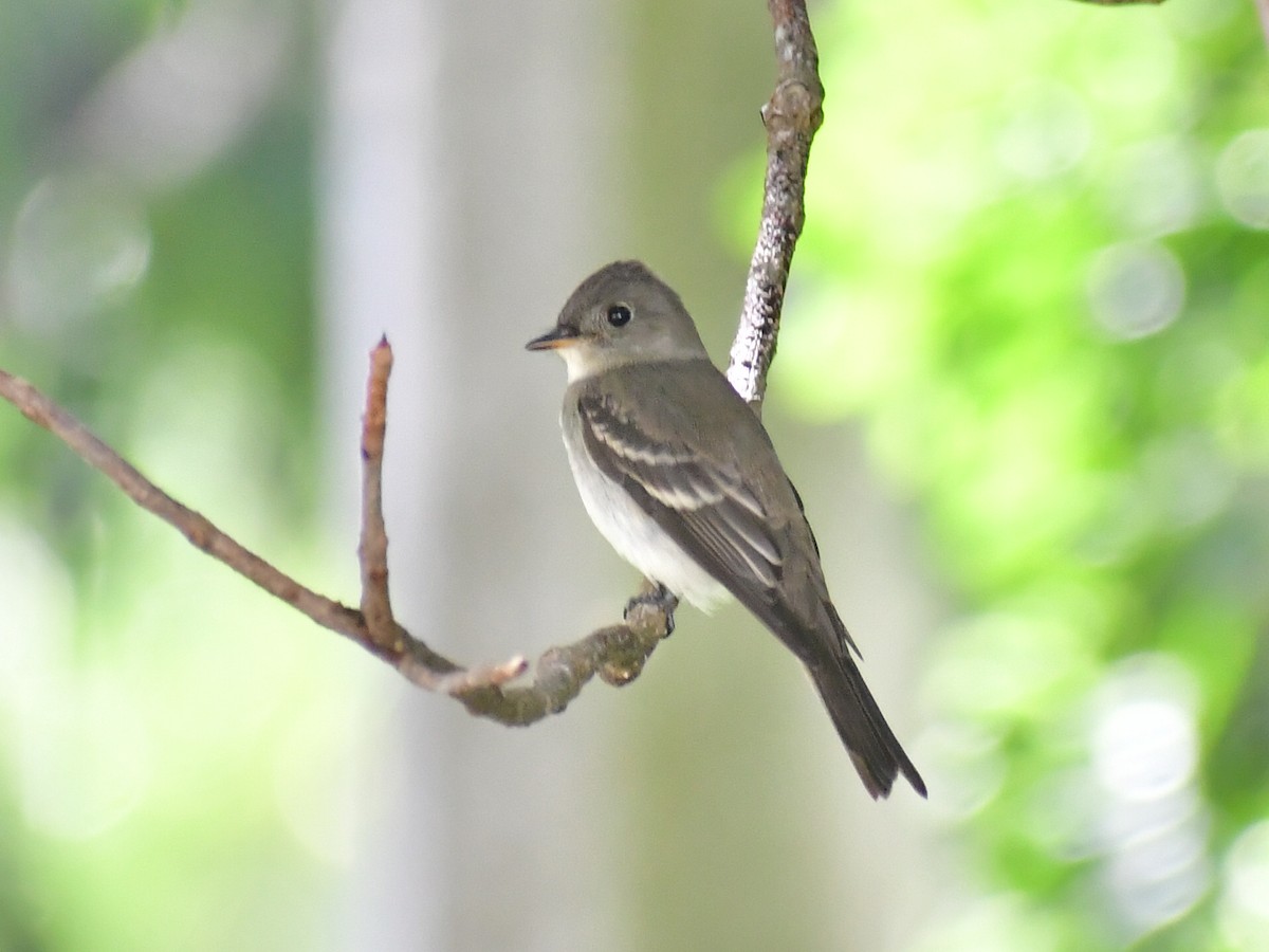 Eastern Wood-Pewee - ML645012208