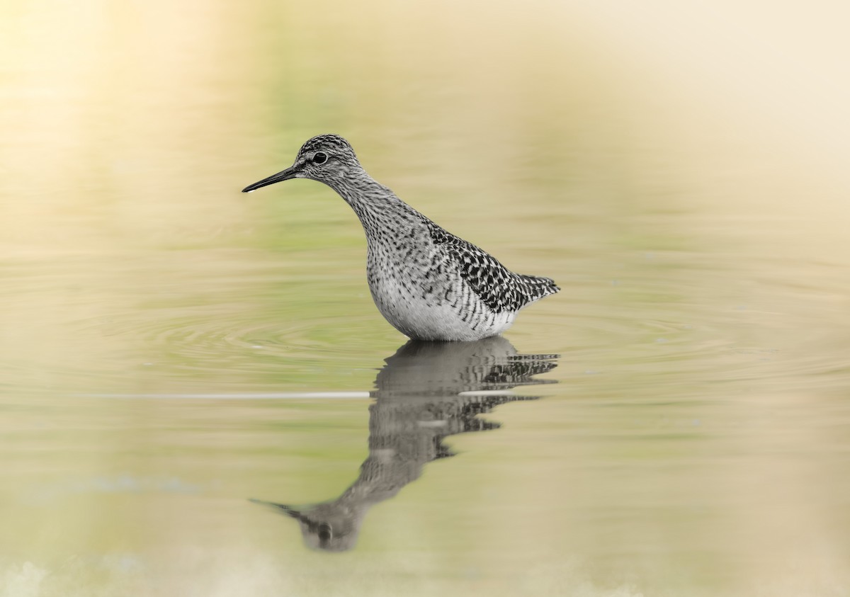 Wood Sandpiper - ML645012209