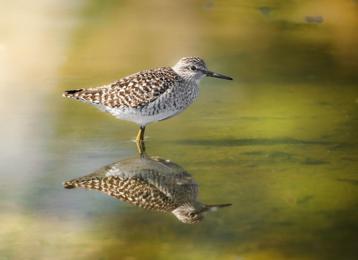 Wood Sandpiper - ML645012210