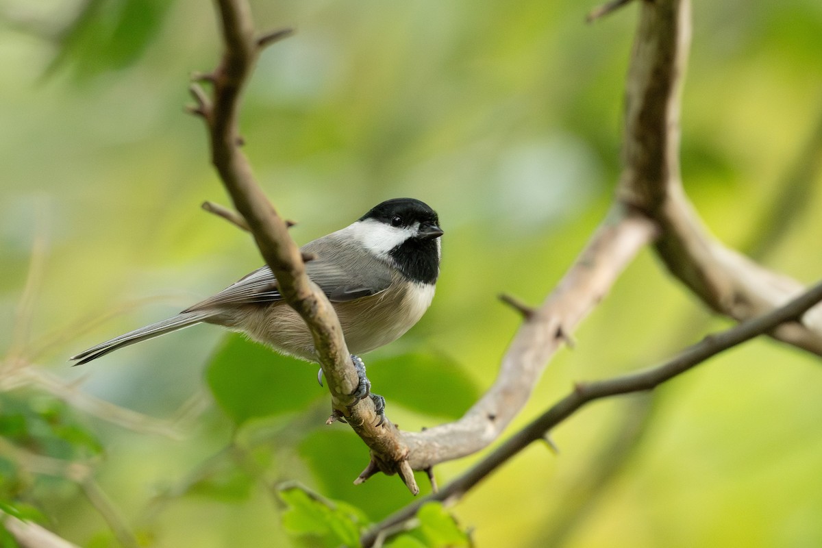 Carolina Chickadee - ML645012215