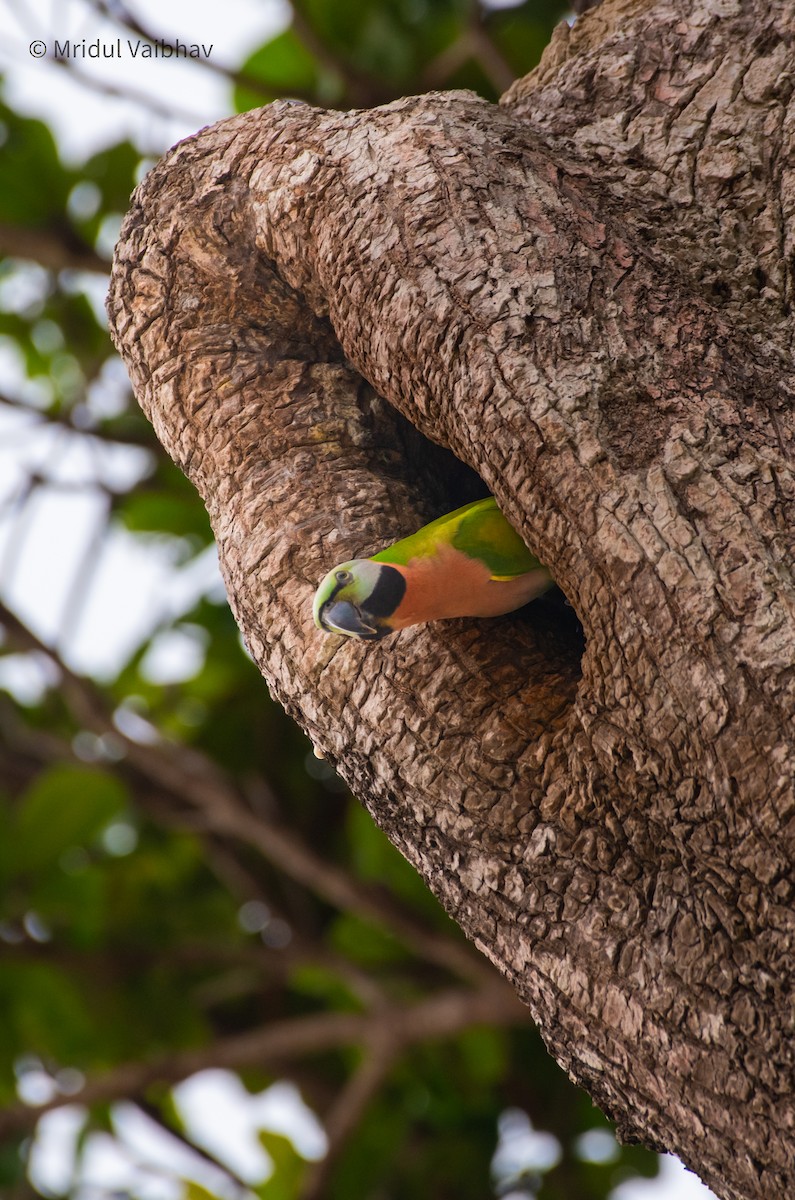 Red-breasted Parakeet - ML645012243