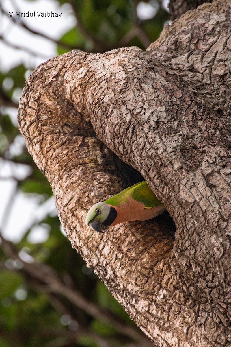 Red-breasted Parakeet - ML645012244