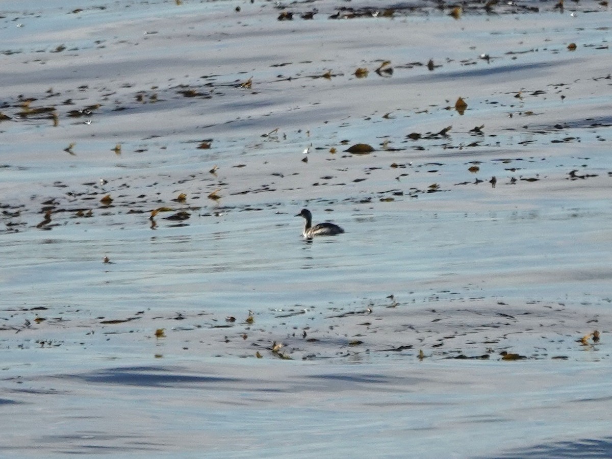 potápka černokrká - ML645012246