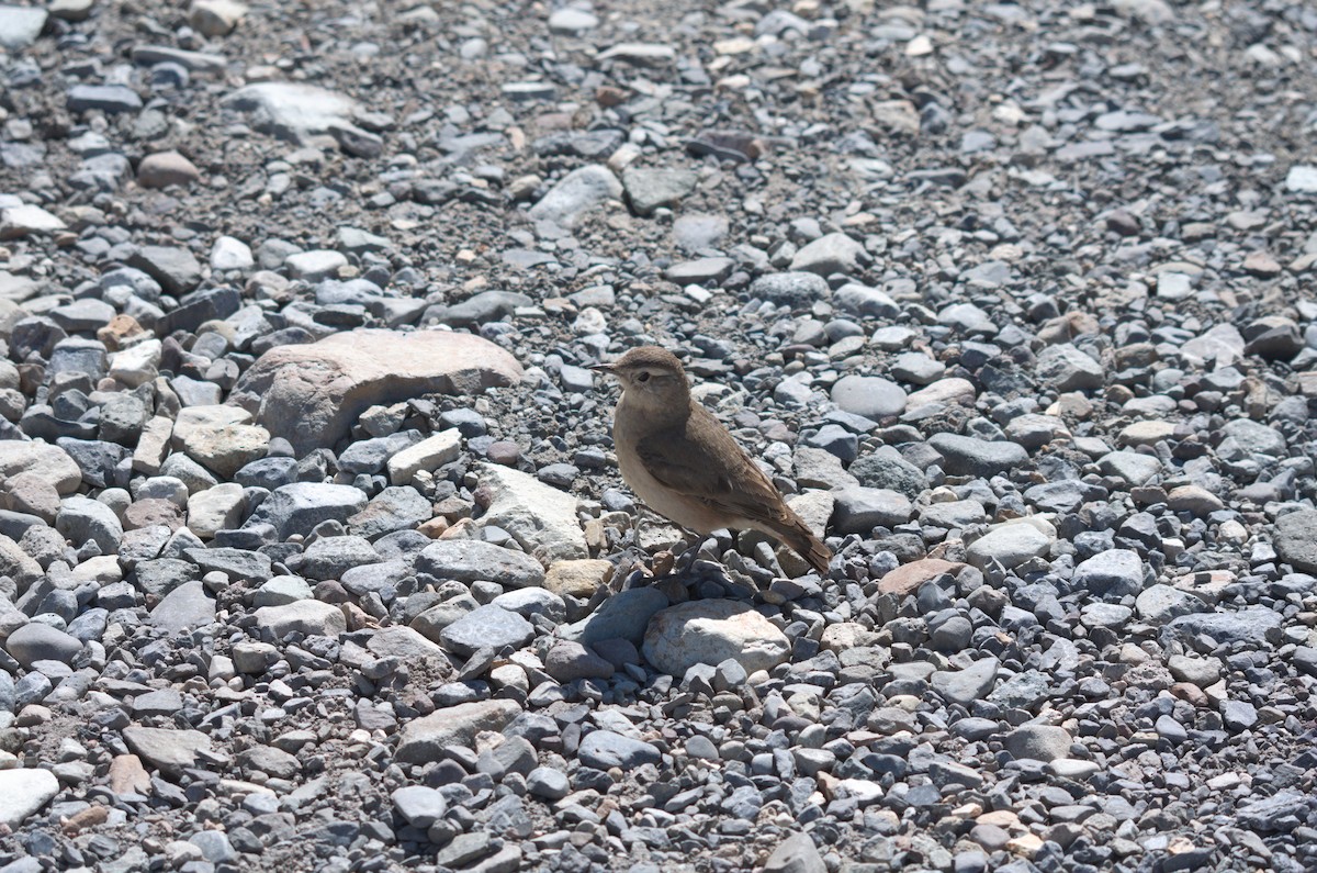 Rufous-banded Miner - ML645012247