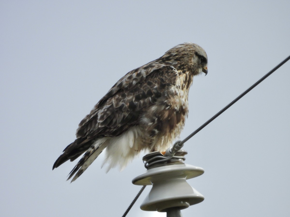 Rough-legged Hawk - ML645012250