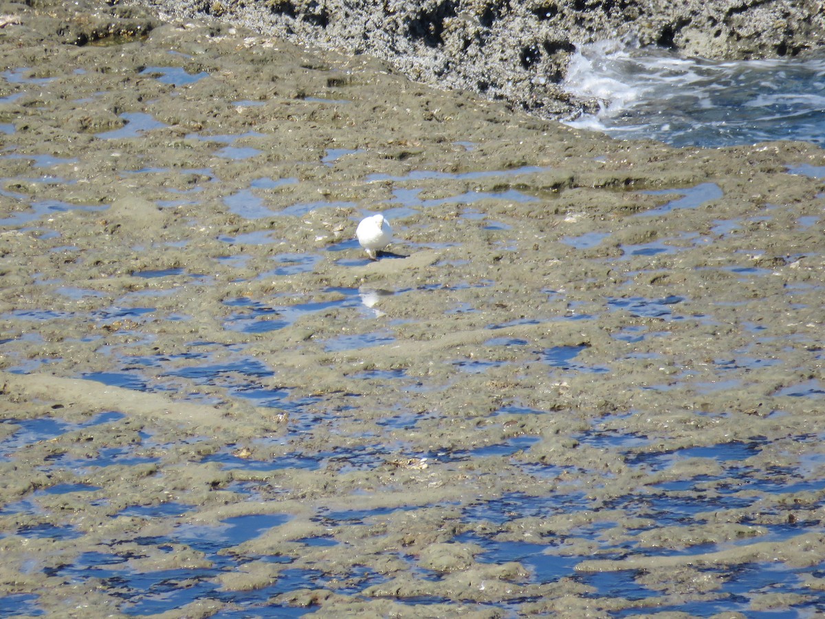 Snowy Sheathbill - ML645012263