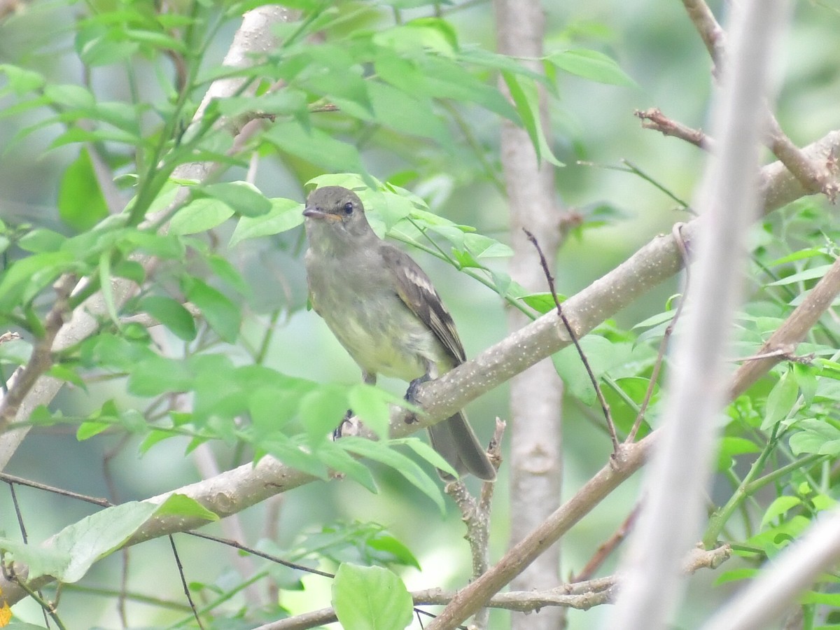 Caribbean Elaenia - ML645012266