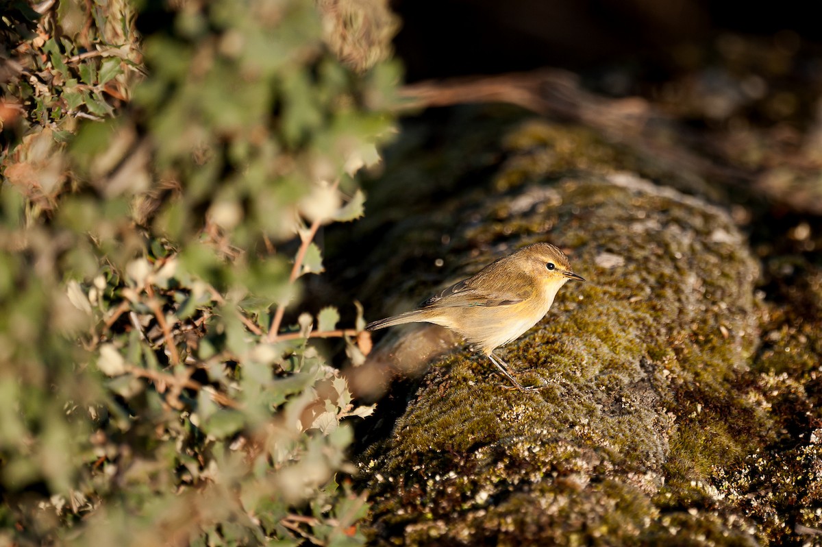 Zilpzalp [collybita-Gruppe] - ML645012281