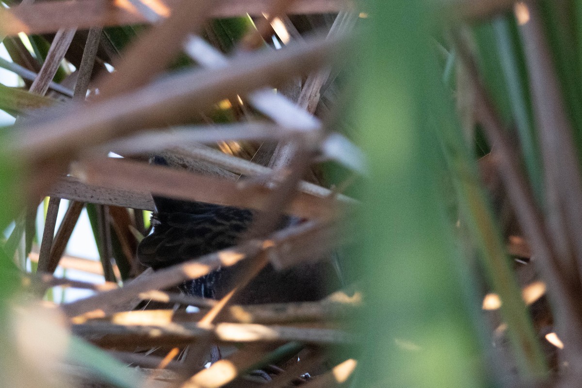 Пастушок віргінський - ML645012285