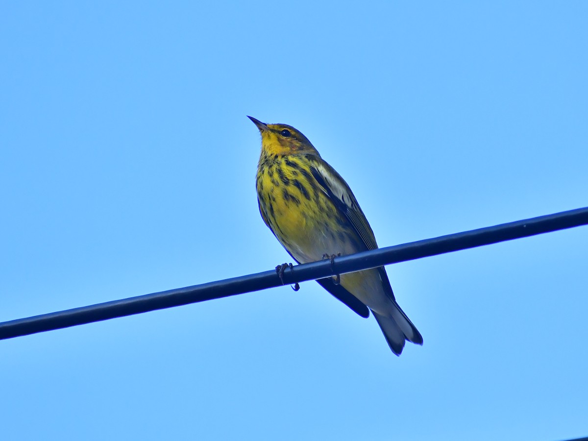 Cape May Warbler - ML645012325