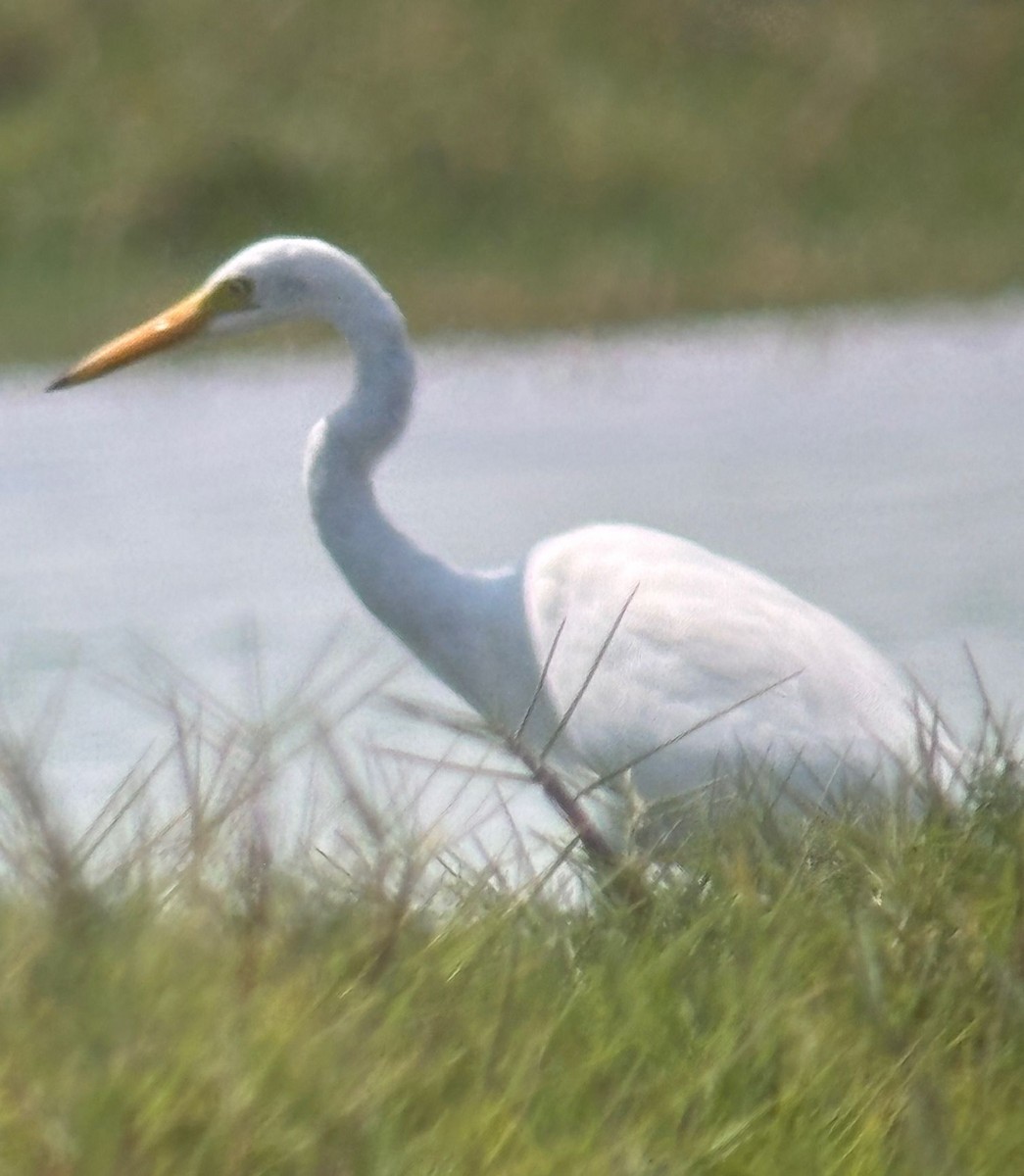 Medium Egret - ML645012335