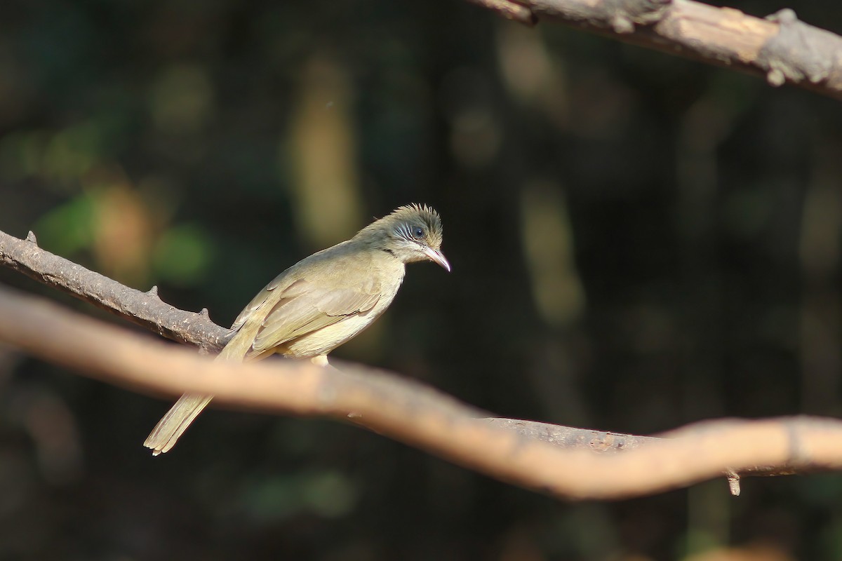 Streak-eared Bulbul - ML645012359