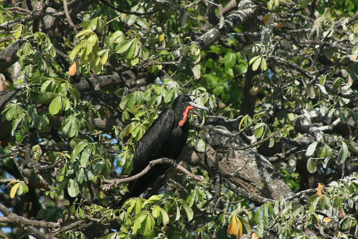 Magnificent Frigatebird - ML645012367