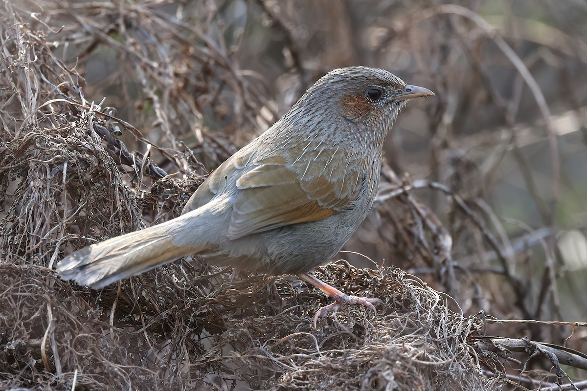 Garrulaxe barré - ML645012370