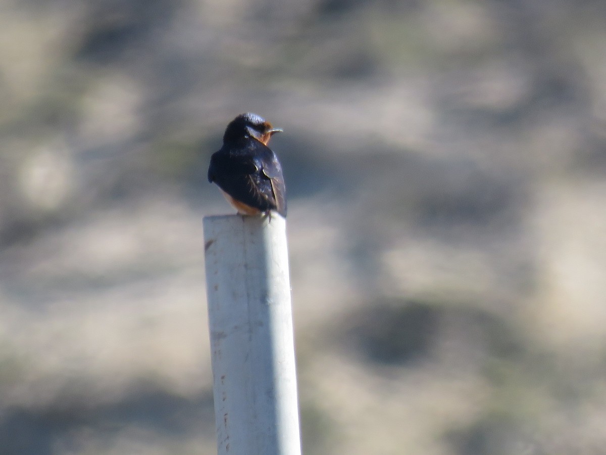 家燕 - ML645012371