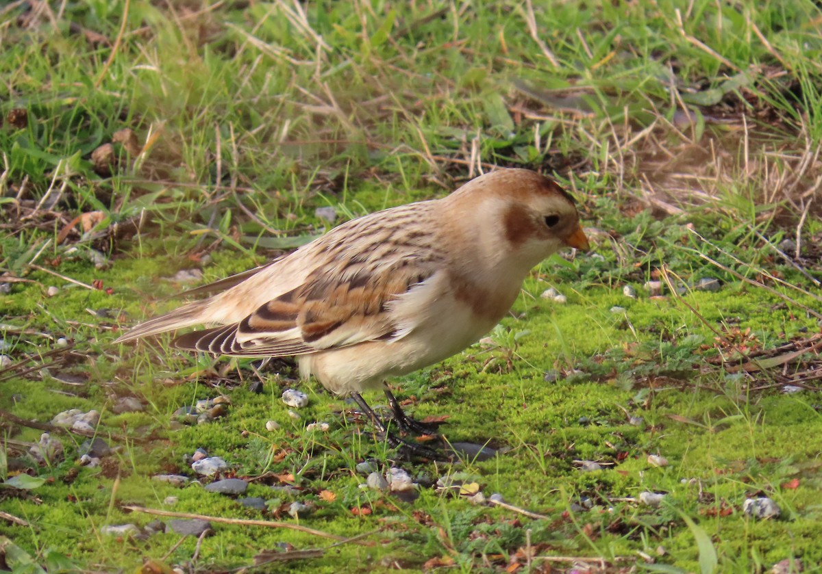 ユキホオジロ - ML645012372