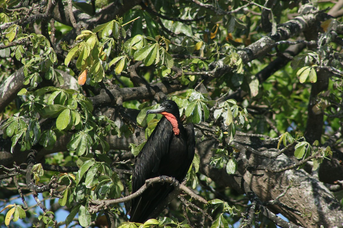 Magnificent Frigatebird - ML645012375