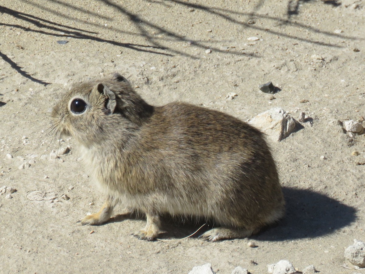 動物界 - ML645012381