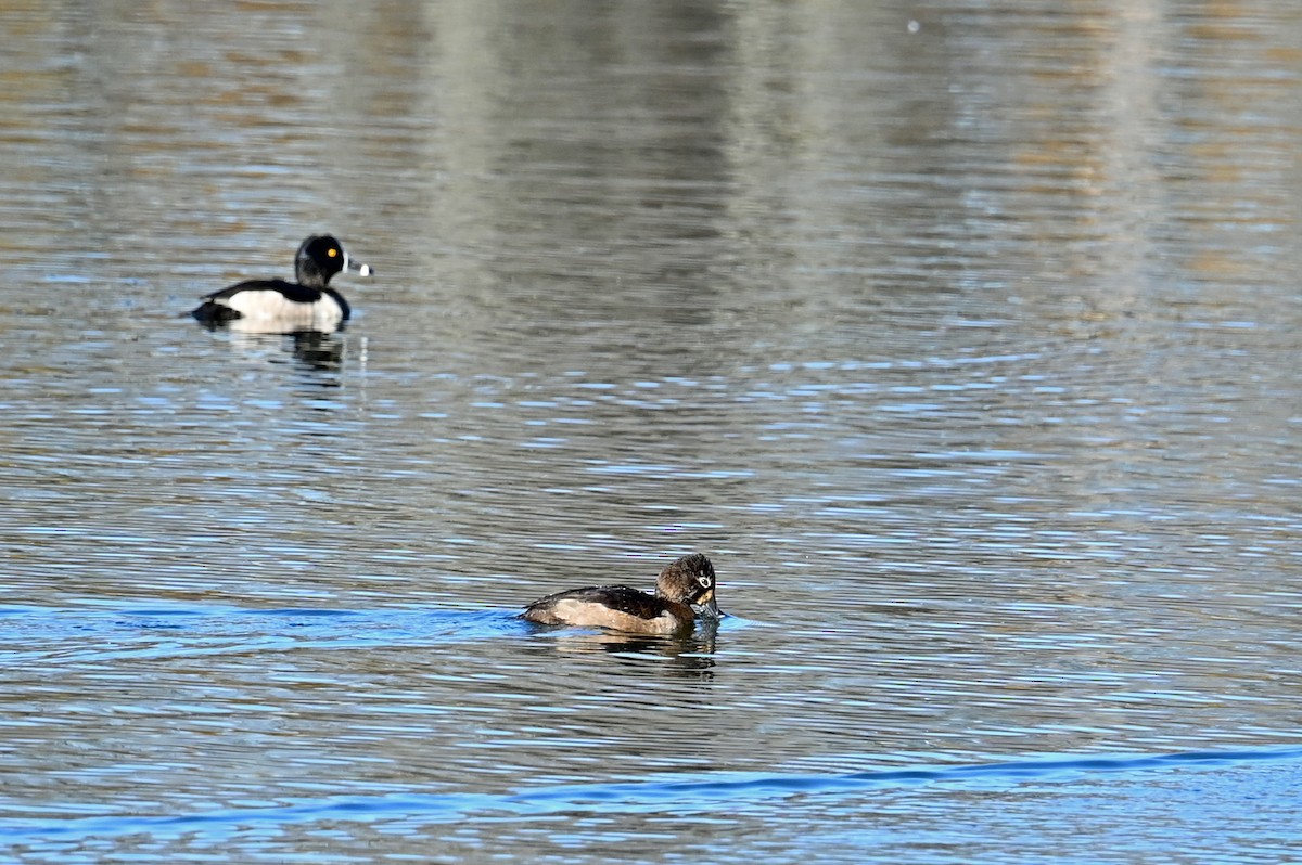 Ring-necked Duck - ML645012382